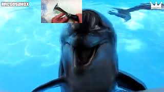 Dolphin Laugh Sparta Madhouse Remix [upl. by Joyan933]