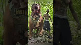 PITBULL KO KAUN HAR SAKTA HAI😱 Meet Alibi😠 The Real Monster😈dogvsdogpitbullvskangal [upl. by Eenahs]