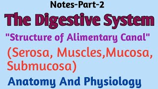 Digestive SystemquotStructure of Alimentary CanalquotSerosa musclemucosaAnatomy and Physiology [upl. by Amara979]