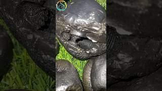 Shaligram different types of shaligram shila 💐💐 shorts short shortsfeed [upl. by Hahnke]