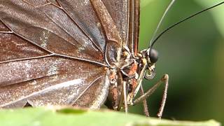 Blauer Morphofalter Morpho peleides [upl. by Broddie]