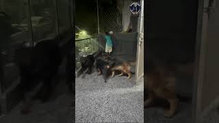 The Rottweiler Pack Is Feeling Very Hungry shorts rottweiler namitaology [upl. by Rebmak]