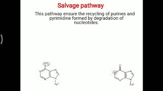 Purine Pyrimidine  salvage pathway [upl. by Treva175]