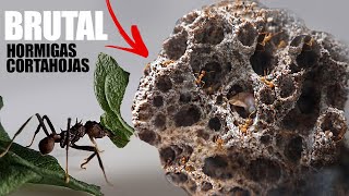 🍃 El increíble proceso de las hormigas cortadoras de hojas Acromyrmex octospinosus leafcutter ants [upl. by Gar]