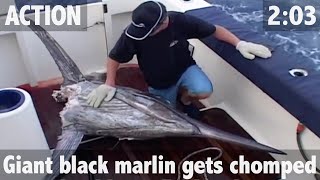 Giant Black Marlin Attacked by Monster Sharks  ultimatefishingtv [upl. by Merri]