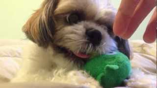 Angry Shih Tzu [upl. by Chase]