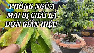 Phòng Ngừa Mai Chái Lá Đơn Giản Mà Hiệu Quả Chăm Sóc Mai Vàng  Mai Vàng Duy Hiếu [upl. by Sinnel]