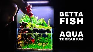 HOW TO Betta Fish AquaTerrarium No Ferts No co2 Aquascape [upl. by Parik]