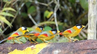 Birds of Malaysia Frasers Hill [upl. by Herzel140]