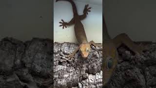 gecko tokay geckosofig geckosound tacke [upl. by Cami]