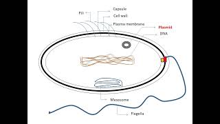 PROKARYOTS  Applications in Pharmacy [upl. by Abelard]