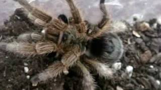 Tarantula Feeding Video 25  Best yet [upl. by Appleton250]