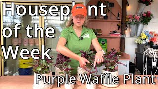 Purple Waffle Plant  Houseplant of the Week [upl. by Lejeune]