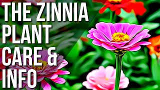 Zinnia Info And Care  Growing And Caring For Zinnia Plants [upl. by Lynd]