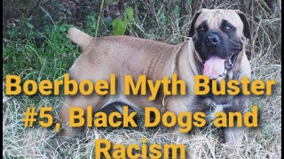 Boerboel Myth Buster 5 Black dogs and racism [upl. by Caves677]