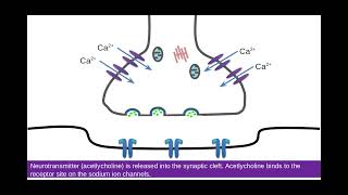 Synapses PART 1 513 Neuronal Communication d Structure and function of a synapse [upl. by Hakeem]