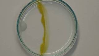 Formation of leadII iodide in petri dish [upl. by Yeslek]