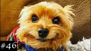 Cutest Yorkshire Terriers Compilation 🐶 Funny Yorkies Video [upl. by Ferd]