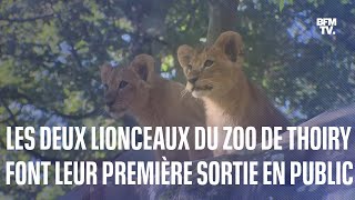 Sana et Sarabi les deux lionceaux du zoo de Thoiry font leur première sortie en public [upl. by Anyala]