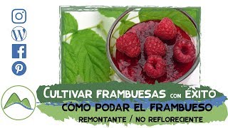 Guía para cultivar y podar frambuesos con éxito para conseguir frambuesas grandes y sabrosas LdN [upl. by Zakaria]