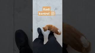 kedi kediler aslan keşfet kaplan yavrukedi yavrular yavrukedivideoları birds [upl. by Niletak707]