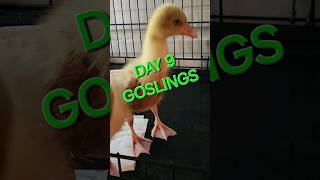 GOSLINGS DAY 9 [upl. by Restivo113]