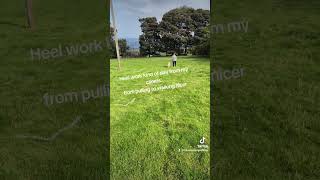 Walk this way Heel work training rocknroll heel dogtraining gundogtraining [upl. by Adnorehs]