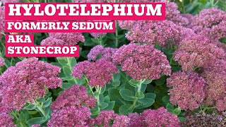 Hylotelephium Formerly Sedum Showcase  Stonecrops To Add Colour amp Intrigue To Your Garden [upl. by Ahsilam641]