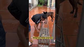 dog to new owner 🦊🐕😻Malinois training dog malinois becgiegermanshepherd chó pets dog❌👹🦧 [upl. by Julia]