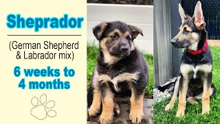 German Shepherd  Labrador mix Sheprador 6 weeks to 4 months [upl. by Owiat645]