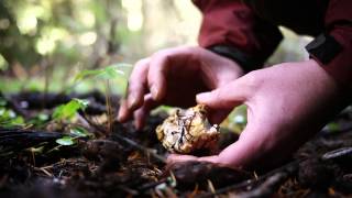 Mushroom Hunting For Chanterelles Lions Mane amp More [upl. by Duntson]