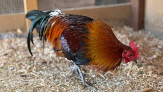 red jungle fowl qaib dib qaib qus Huajvamthojchannel November 2 2024 [upl. by Marou]