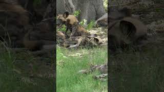 Wild Dog Puppies Emerge from Dens [upl. by Adnerak]