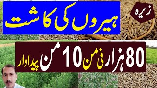 Zeera Ki Kasht in Pakistan  Safaid Zeera ki Kasht  How to Grow Cumin Seed [upl. by Adym]