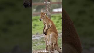 Kangaroo 🦘  The Jacked Jumping Giants [upl. by Marvella]