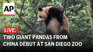 LIVE Giant pandas debut at San Diego Zoo [upl. by Addi691]