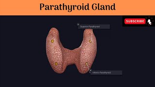 Parathyoid Gland  Location Development Blood Supply  Microscopic structure  Clinical Importance [upl. by Adnarrim]