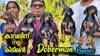 കൈനിറയെ നല്ല ക്വാളിറ്റി Puppies  Doberman Puppies for Sale  Doberman Malayalam [upl. by Anitsrihc]