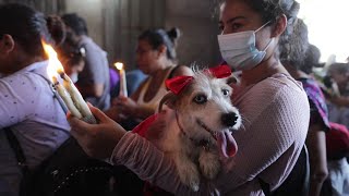 Nicaraguans and their dogs receive St Lazarus blessings  AFP [upl. by Mirabella]