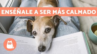 ¿Cómo tener un PERRO TRANQUILO ✅ 5 Consejos Efectivos y Fáciles [upl. by Amaras]