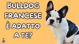 Bulldog Francese Cosa Sapere [upl. by Hashimoto]