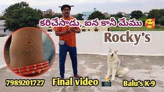 కరిచేసాడుఐన కానీ Rocky  Husky Puppy Obedience Training final video 📸 BalusK9Dogtrainingsupport [upl. by Agace]