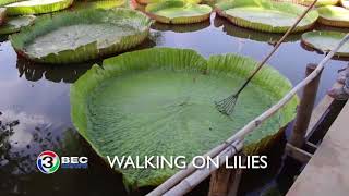 WALKING ON LILIES  Ch3Thailand [upl. by Acilegna]