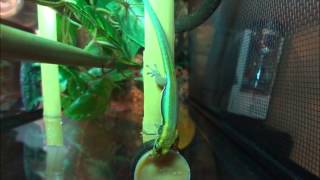 feeding time neon day gecko [upl. by Karmen444]