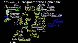 Signal Transduction Pathway the 7 transmembrane alpha helix MAP [upl. by Neil]