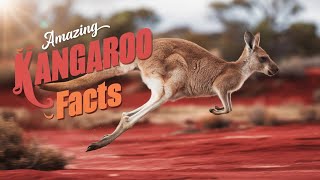 26 best kangaroos factslightofknowledge facts animals [upl. by Mattland]