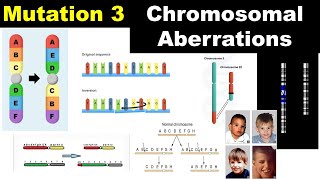 Chromosomal Aberrations  Duplication  Deletion  Inversion  Translocation  Dr Ghanshyam Jangid [upl. by Eiknarf]