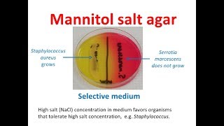 Mannitol Salt Agar MSA [upl. by Minni]