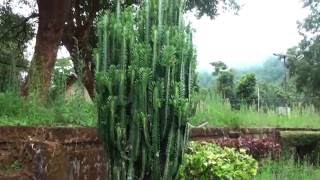 Cactus Euphorbia lactea [upl. by Sialac439]