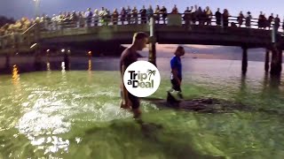 Dolphin Feeding at Tangalooma Island Resort QLD [upl. by Veronique]